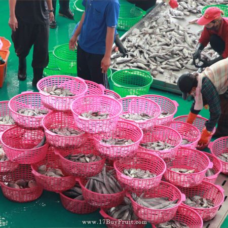 乾淨的漁貨捕撈環境
