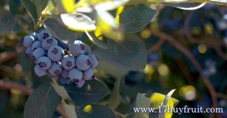 哈佛大學研究證實，新鮮有機藍莓優點再加一，產季冰涼暢快吃