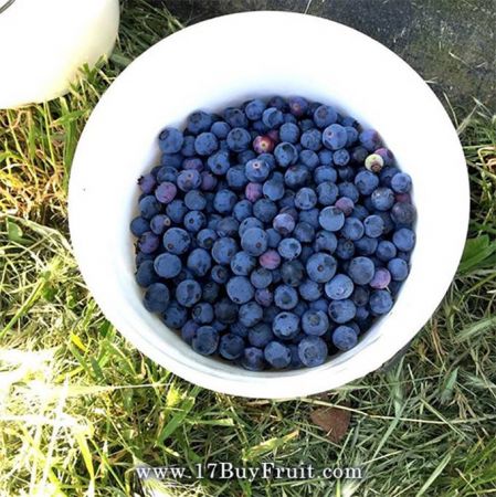 【藍莓視力果】盛夏甜美｛新鮮有機藍莓｝，小小一顆巨大營養！產季當頭正好吃，第二批即將額滿