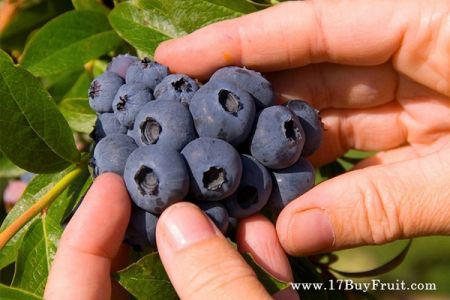 17BuyFruit 向您拜年，帶來新鮮現採【紐西蘭有機藍莓】，春到福到藍莓到