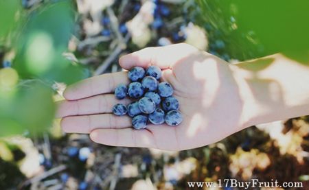 美國有機藍莓下週來台，最後限量預購中！倒數箱數記得使用你的限定優惠