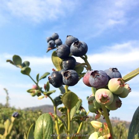 ｛紐西蘭新鮮有機藍莓｝十二月初產季首批到貨