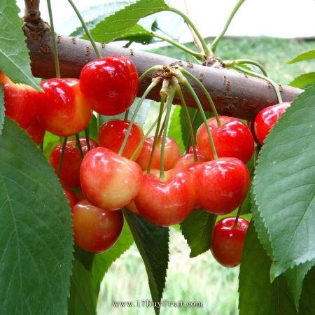 紐西蘭天然白櫻桃，僅此一批，跨年前到來，售完即止！