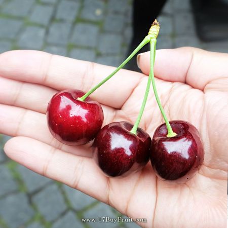 【紐西蘭紅櫻桃】大顆濃郁、多汁的鮮甜美味，農場直送，老客戶現折$200