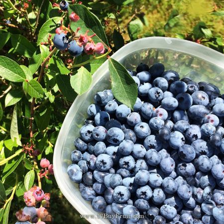 【新鮮有機藍莓】紐西蘭農場年前現採直送，最安心健康的天然小零嘴
