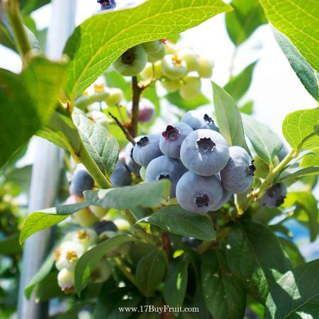 【搶先首批】｛美國有機藍莓｝空運直送新鮮吃，全新一季首批限量開放預購，老客戶每箱現折$100 @17