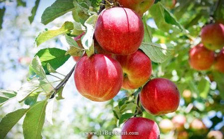 【最後搶鮮】｛紐西蘭有機富士蘋果｝+｛Zespri 金圓頭奇異果｝用天然水果保護自己，病毒遠離我@1