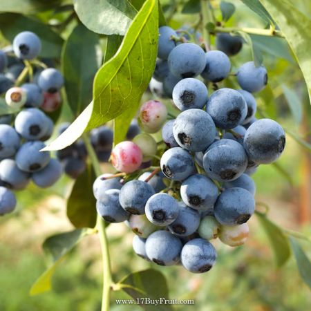 【首批鮮採】｛紐西蘭新鮮有機藍莓｝本季首批補充大量花青素，限量預購，老客戶每箱現折$100@17Bu