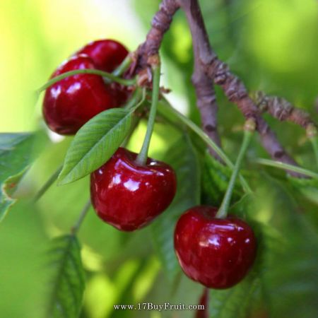 ｛紐西蘭經典紅櫻桃｝喜迎2019，首批限量倒數，新年「紅」運當頭！老客戶每盒現折$200