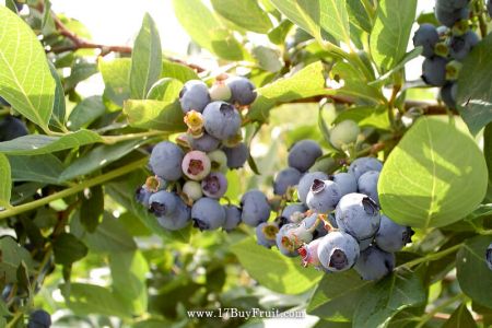 【年前唯一】｛紐西蘭新鮮有機藍莓｝讓眼睛一閃一閃亮晶晶！滿滿花青素，老客戶每箱現折$200