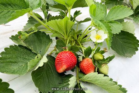 ｛有機轉型期鮮草莓｝揪團買省更多，草莓安心大口吃，送你$50 團購金@17BuyFruit.com