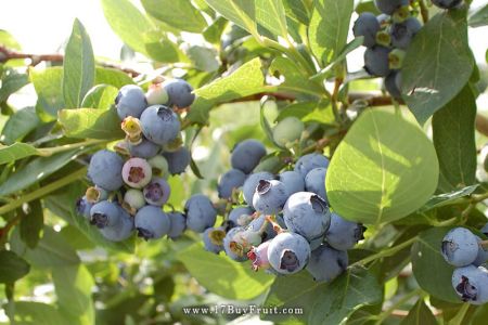 ｛紐西蘭新鮮有機藍莓｝春天現摘，低熱量天然小零嘴，老客戶每箱現折$100