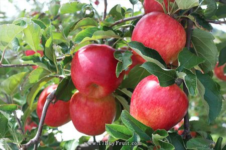 ｛華盛頓有機富士蘋果｝盛產期完熟蘋果香，甜美好滋味，本季最後直送