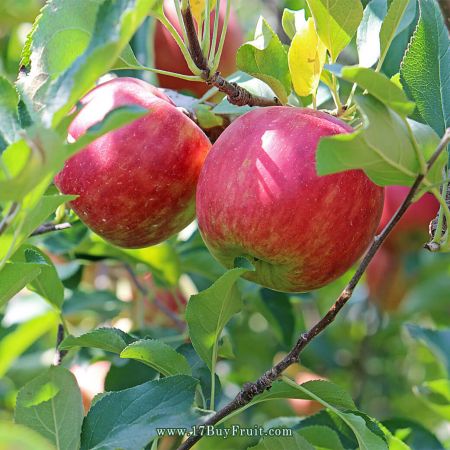 【產季最新】｛紐西蘭有機富士蘋果｝清脆爽口、滿室香甜，免運費