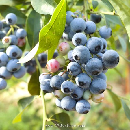 【夏季首批】｛美國新鮮有機藍莓｝甜甜酸酸的藍寶石，全新一季首批限量來台，登入會員每箱現折$100