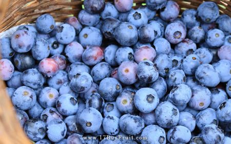 【限量嚐鮮箱】新鮮有機藍莓6盒裝，超級花青素，個人獨享優惠@17BuyFruit.com 速找水果姊