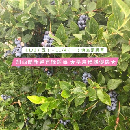【早鳥優惠】限時四天登記本季首批｛紐西蘭新鮮有機藍莓｝來體驗變年輕的魅力