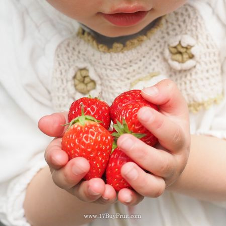 免運費｛有機鮮草莓｝終於等到你！今天起安心大口吃草莓！新鮮現採，產地直送