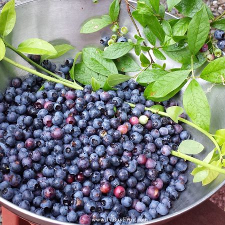｛紐西蘭新鮮有機藍莓｝冬天裡的夏滋味！老客戶現折$100 @17BuyFruit.com