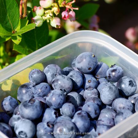 【倒數機會】｛紐西蘭新鮮有機藍莓｝關鍵時刻的保護力，原裝箱現折$100
