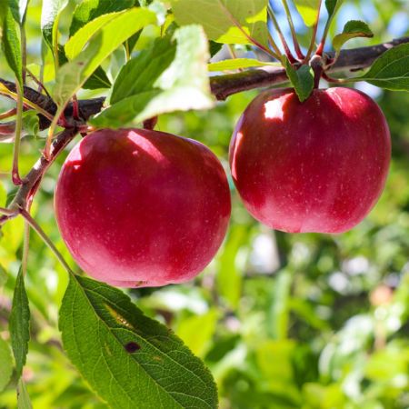 【獨家限定】｛紐西蘭Posy 有機甜蘋果｝產季第一顆，免運費@17BuyFruit.com
