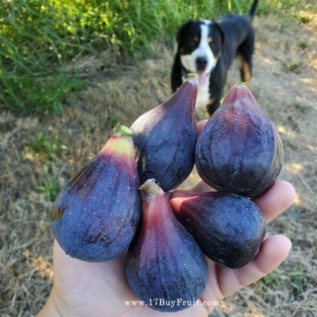 【全台獨家・免運費】｛新鮮有機無花果｝生命之泉的能量鮮果，季節限定，老客戶現折$100