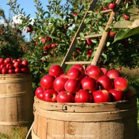 【產季首批 免運費】｛華盛頓有機富士蘋果｝秋收新採，香甜清脆