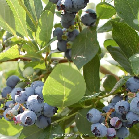 【早鳥優惠】年度首批｛紐西蘭新鮮有機藍莓｝填單登記即享額外優惠・限時４天