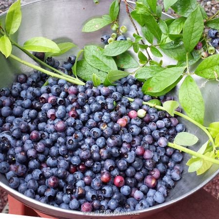 【首批倒數】｛紐西蘭新鮮有機藍莓｝預購即將額滿，有機整把吃最安心！老客戶每箱現折$100