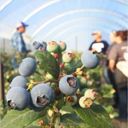 【賀年最特別禮物】｛紐西蘭新鮮有機藍莓｝送禮送健康，年前最後預購，老客戶每箱現折$100