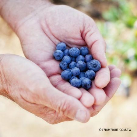 【初春限定】｛紐西蘭新鮮有機藍莓｝ 老客戶現折$100 金牛年新春健康來