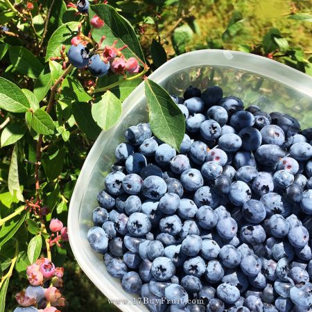【春日限定】｛紐西蘭新鮮有機藍莓｝開工最需要的健康活力！老客戶現折$100 @17BuyFruit.