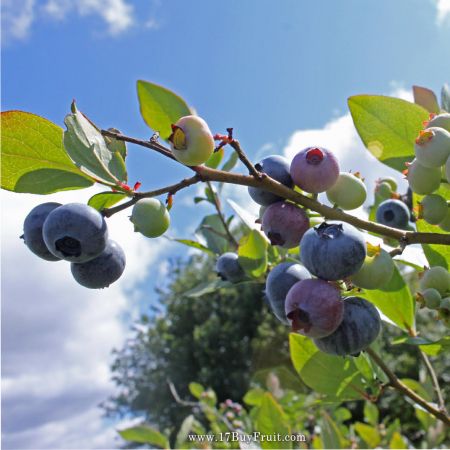 【今夏首批】｛美國新鮮有機藍莓｝沁涼藍寶石甜酸多汁，豐沛天然花青素，老客戶現折$100
