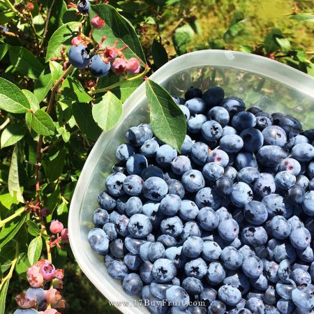 【夏日天然防護】｛美國新鮮有機藍莓｝首批限量，甜酸涮嘴，老客戶現折$100
