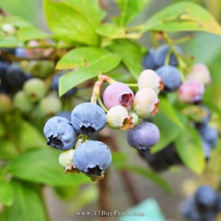 【即將採收・超級水果】｛美國新鮮有機藍莓｝超量天然花青素！甜酸芬芳，老客戶現折$100