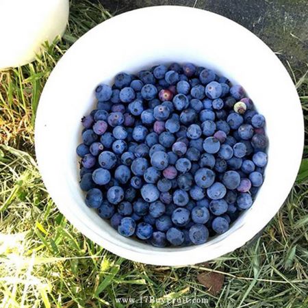 【空運直送 ‧ 限量倒數】｛美國新鮮有機藍莓｝老客戶現折$100 天然保養品，高纖低熱量