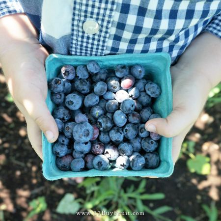 【首批限量．現折$100】多種天然微量元素｛紐西蘭新鮮有機藍莓｝冷冷冬天最佳補給 @17BuyFru