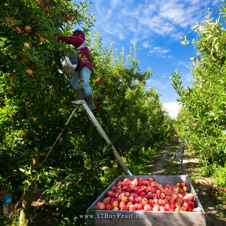 【產季首採．免運費】｛紐西蘭有機Gala 蘋果｝來自天然純淨的國度，補充新一季的營養