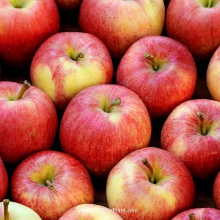 【產季首批・免運費】清脆香甜｛華盛頓有機富士蘋果｝，現摘直送的安心美味