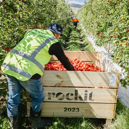 【產季首採，免運費】紐西蘭最新摘｛Rockit 親親小蘋果｝，香甜清脆！