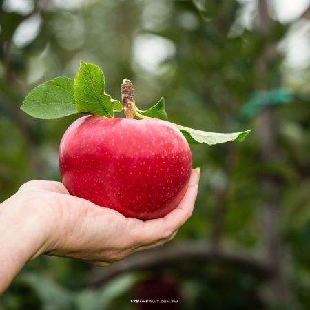 【全球限量．免運費】｛紐西蘭Dazzle 有機蘋果｝給你絢麗的健康能量，首批限量50箱