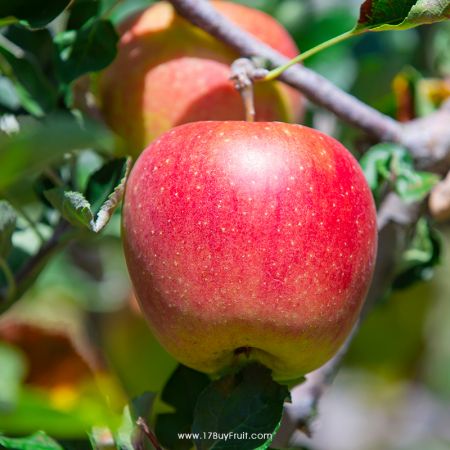 【產季首採✨免運費】清脆香甜｛華盛頓有機富士蘋果｝大顆尺寸，多汁過癮！