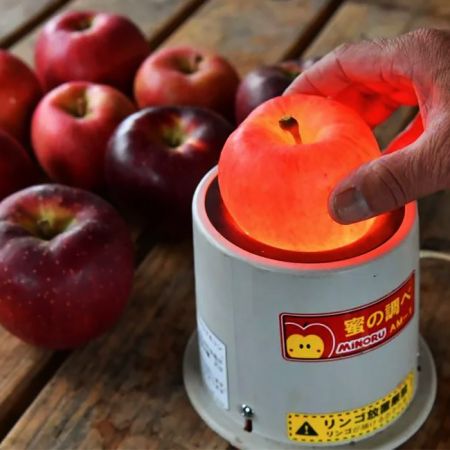 快閃限定，免運費｛日本高德燈泡蘋果｝蜜芯發光，如夢似幻的蜜蘋果，限量可能僅此一批