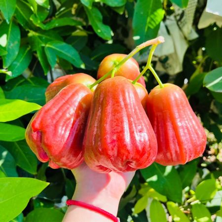 繽紛夏日，免運費、再現折》黑糖芭比蓮霧、神農無毒鳳梨！台灣果然好滋味