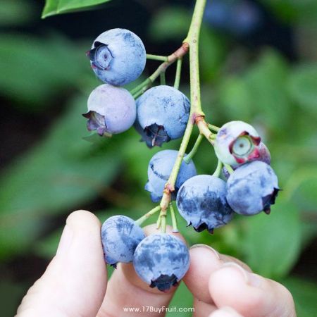 現折$200✨美國農夫家有機藍莓✨給你女神光❤明眸亮晶晶，氣色紅潤美麗